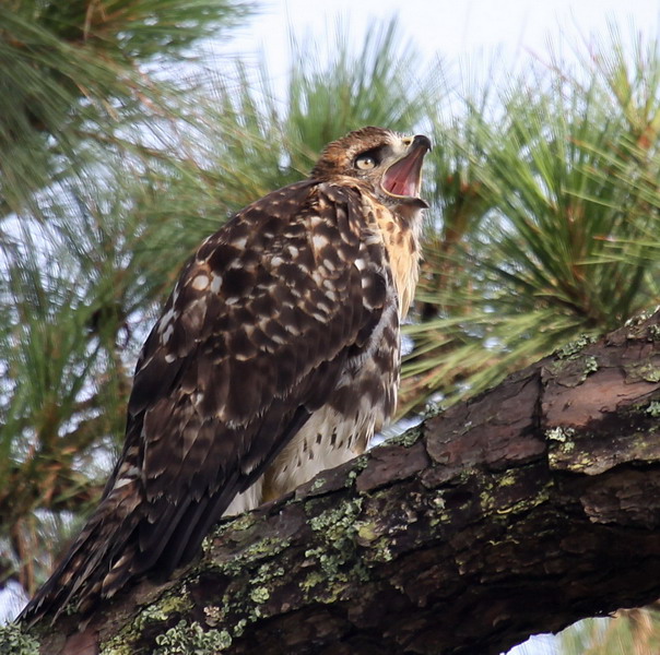 Red-tailed Hawks